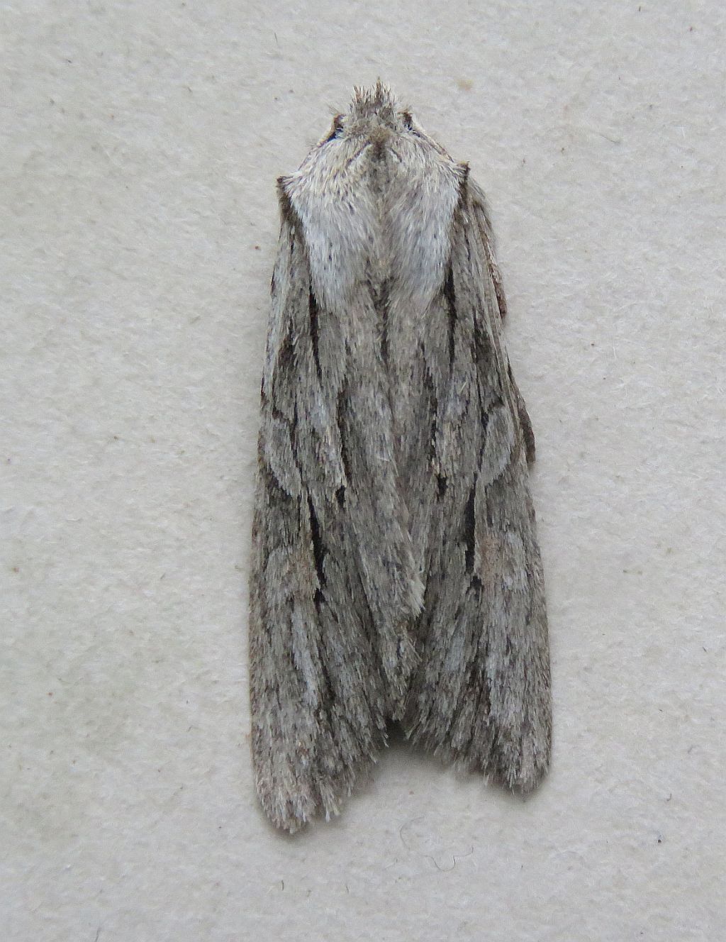 Blairs shoulder-Knot 